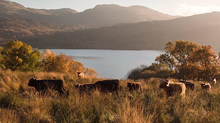 Mucche che pascolano sulle rive del Lago Lomond