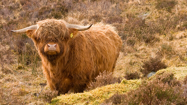 Hairy coo o mucca pelosa scozzese