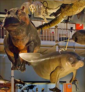 animali-del-museo-scozzese