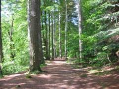 Alberi nella Foresta dell'Hermitage