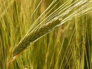 Una spiga di orzo