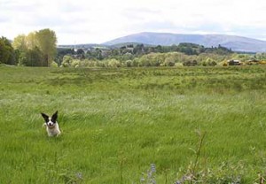 Pascoli lungo lo Speyside Way