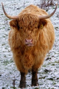 Mucca pelosa delle Highlands
