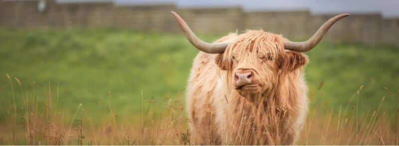 hairy-coo-vaca-peluda-escocesa Hairy Coo o mucca pelosa scozzese