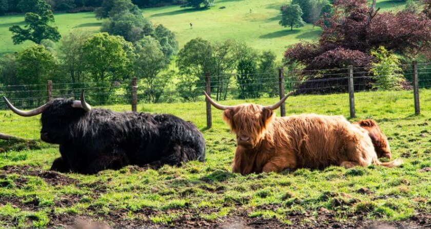 Vacas tumbadas en un pasto en las Tierras altas escocesas
