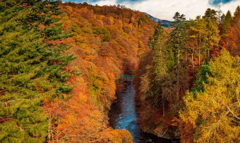 Bosco di Pitlochry