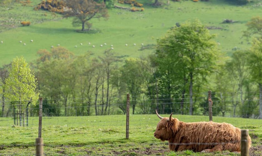 Mucca delle Highlands durante il tour del Lago Ness