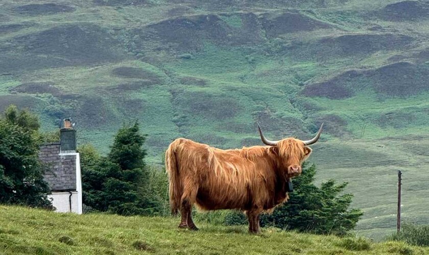 Mucca pelose delle Highlands