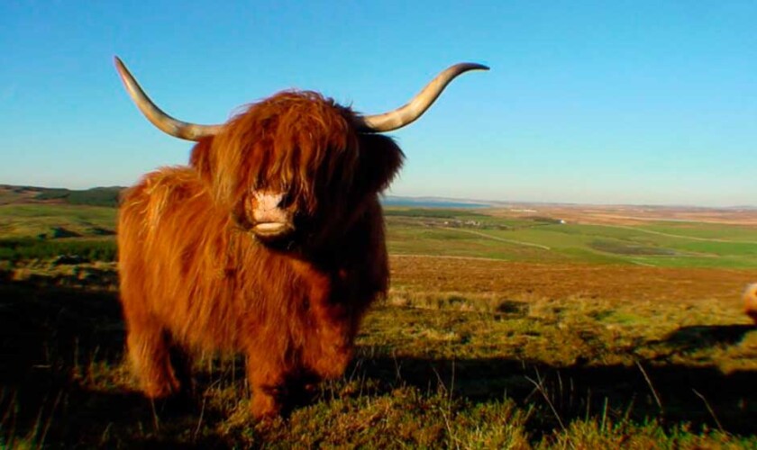 Muccha pelosa delle Highlands