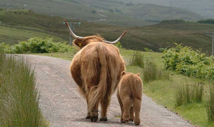 Mucche pelose che camminano per as Highlands scozzesi