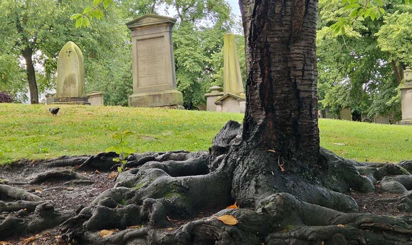 Albero con radici nel tour dei fantasmi