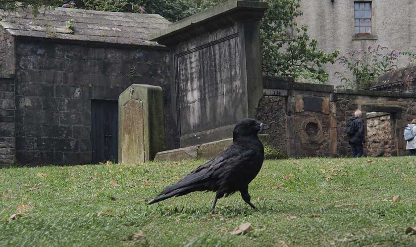 Corvo nel cimitero nel free tour dei fantasmi